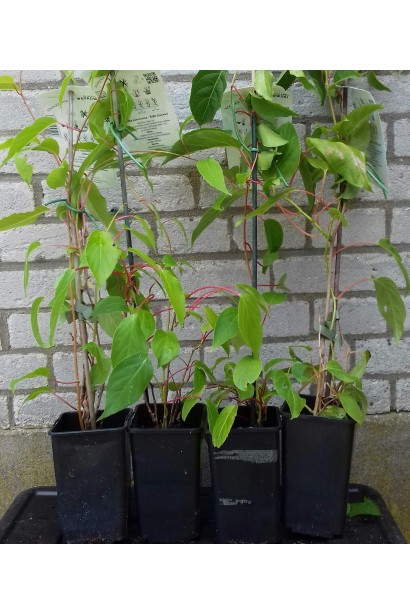 Актинідія аргута Вейк саджанці